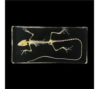 Real Animal Skeleton Specimen Encased in Acrylic - Taxidermy Bone Display for Science Education, Classroom Learning & Collectors(Lizard)