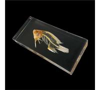 Real Animal Skeleton Specimen Encased in Acrylic - Taxidermy Bone Display for Science Education, Classroom Learning & Collectors(Fish)