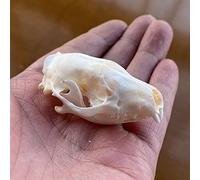 Real Animal Skull Collection for Taxidermy Decor, Unique Specimens Including Cat, Dog, Fox Skulls for Gothic and Natural Displays