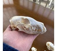 Real Animal Skull Collection for Unique Home Decor, Includes Cat, Dog, and Fox Specimens