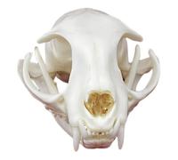 Real Animal Skull Specimen, Ethically Sourced Natural Taxidermy Feline Skull, Off-White Complete Bone with Fine Details, Unique Home Decor Collection, Science Research & Education Display