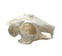 Real Animal Skull Specimen Taxidermy Supplies Art for Veterinary Teaching Bar Home Decoration Art Collection Bone Vet Medicine 1:1 (Rabbit Skull)
