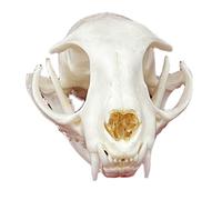Real Animal Skull Specimen Taxidermy Supplies Art for Veterinary Teaching Bar Home Decoration Art Collection Bone Vet Medicine 1:1 (Cat Skull)
