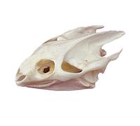 Real Animal Skull Specimen Taxidermy Supplies Art for Veterinary Teaching Bar Home Decoration Art Collection Bone Vet Medicine 1:1 (Turtle Skull)