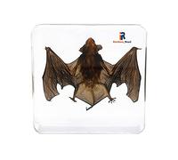 Real Bat Animal Taxidermy Skeleton Embedded Specimen Science Classroom Teacher Education Taxidermy (Bat Taxidermy)