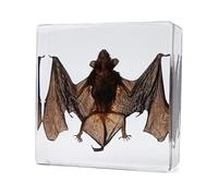 Real Bat Taxidermy Specimens, Authentic Bats Encased in Resin for Science Education, Unique Gift for Taxidermy Lovers, Quirky Oddity, Educational Tool, Decorative Paperweight, Stylish Desktop Ornament