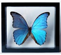 Real Blue Morpho Butterfly Framed and Mounted in Black Display by Ben the Butterfly Guy