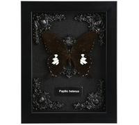 Real Butterfly Framed Butterfly Taxidermy - Butterfly Shadow Box, Real Framed Butterflies in a Box for Oddities and Curiosities Gifts (F_Great White Spotted Butterfly Black Background #1)