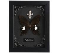 Real Butterfly Framed Butterfly Taxidermy - Butterfly Shadow Box, Taxidermy Animals for Oddities and Curiosities Gifts (H_Great White Spotted Butterfly Black Background #2)