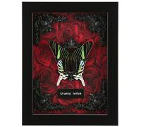 Real Butterfly Framed Butterfly Taxidermy - Butterfly Shadow Box, Taxidermy Animals for Oddities and Curiosities Gifts (O_Green Banded Urania Red Background #1)