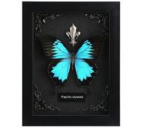 Real Butterfly Framed Butterfly Taxidermy - Butterfly Shadow Box, Taxidermy Animals for Oddities and Curiosities Gifts (L_Ulysses Butterfly Black Background #1)