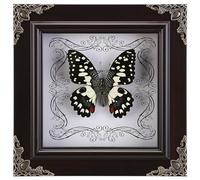 Real Butterfly Framed Handmade, Real Butterfly Specimen Shadow Box Collection, Framed Butterfly Taxidermy for Wall Art Decoration (I_Dharma Phoenix Butterfly)