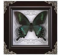 Real Butterfly Framed Handmade, Taxidermy Butterfly Shadow Box Collection, Framed Butterfly Taxidermy for Gothic Home Decor (A_Green-Banded Queen Butterfly)