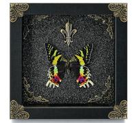 Real Butterfly Framed Handmade - Taxidermy Butterfly Shadow Box - Real Framed Butterflies in a Box for Gothic Home Decor Aesthetic. (Madagascan Sunset Moth)