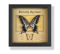 Real Butterfly Specimen Display, Wooden Framed Taxidermy In Dark Finish With Label, Decorative Insect For Education Or Collection(E)
