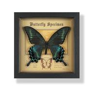 Real Butterfly Specimen Display, Wooden Framed Taxidermy In Dark Finish With Label, Decorative Insect For Education Or Collection(H)
