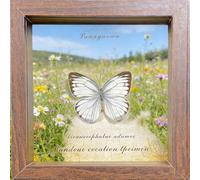Real Butterfly Specimen,Framed Butterfly Specimen Unique Collectible Entomology Lover for Home Studio Wall Butterfly Decoration Taxidermy Butterfly DIY Creative Production (Q10)