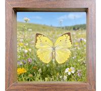 Real Butterfly Specimen,Framed Butterfly Specimen Unique Collectible Entomology Lover for Home Studio Wall Butterfly Decoration Taxidermy Butterfly DIY Creative Production (Q16)