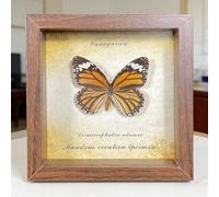 Real Butterfly Specimen,Framed Butterfly Specimen Unique Collectible Entomology Lover for Home Studio Wall Butterfly Decoration Taxidermy Butterfly DIY Creative Production (Q27)