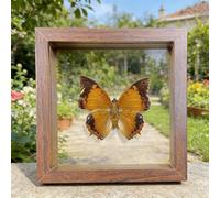Real Butterfly Specimen,Framed Butterfly Specimen Unique Collectible Entomology Lover for Home Studio Wall Butterfly Decoration Taxidermy Butterfly DIY Creative Production (Q14)