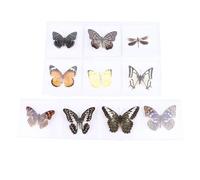 Real Butterfly Specimen, Taxidermy Dried Dead Butterflies with Spread Wings Shaped For Science Class Insect Lover, Gothic Home Decor Wall Decor, for Art, Decorations, Gifts for Kids and Family