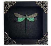 Real Clear Wings Dragonfly 4.7" Framed Preserved Insect Specimen K12-83-DE | Handmade Wooden Frame, Entomology Collectible, Oddities & Curiosities Decor, Unique Gift for Insect Collectors