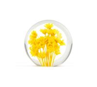 Real Dandelion in Glass Crystal Night Light Preserved Flower Ball Lamp Warm White or Color Changing LED Base Eternal Decoration Unique Home Decor Gift (Yellow B, Warm Light basWarm Light basee)