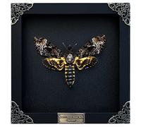 Real Death Head Moth Acherontia Black Frame Skull Butterfly Vintage Shadow Box Insect Frame Unique Taxidermy Tabletop Wall Art Decor Artwork Home Room Living Specimen Moody Gothic Oddity K18-01-DE