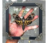 Real Death Head Moth Acherontia Skull Butterfly Handmade Shadow Box for Dad Oddity Curiosities Unique Taxidermy Insect Collectables Wall Art Home Decor Bedroom K18-01-KINH