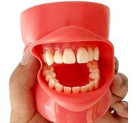 Real Dental Model, Silicone Mask Dental Anatomy Cavity Cover Models, Intuitive Demo, with 28 Pieces Screw Fixed Teeth, for Student Learning Dental Stomatology Prepare,A