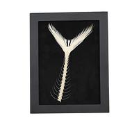 Real Fish Bone Model Fishtail Skeleton Specimen Mackerel Tail Skeleton Fossil Home Ornament for Photography Props Teaching Tool