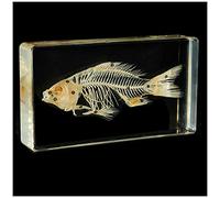 Real Fish Skeleton Embedded Specimens - Fish Skeleton Natural Bone Model - Teaching Resources Animal Resin Embedded Sample - for Animal Anatomy Teaching Instrument Biological Model