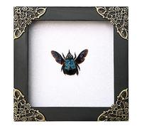 Real Framed Blue Carpenter Bee Dead Insect Dried Bug Shadow Box White Wooden Frame Taxidermy Specimen Display Oddity Tabletop Standable Wall Hanging Home Decor K12-61-TR