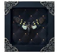 Real Framed Butterfly Cicadas Rhombus Frame Dried Beetle Insect Bug Shadow Box Taxidermy Specimen Display Oddity Curiosity Tabletop Vintage Wall Hanging Bookshelf Moody Gothic Home Decor K12-79-NEM