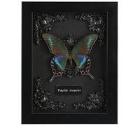 Real Framed Butterfly Taxidermy - Shadow Box, Real Framed Butterfly in a Box for Gothic Home Decor Aesthetic (B_Alpine Black Swallowtail Black Background #1)