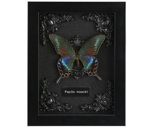 Real Framed Butterfly Taxidermy - Shadow Box, Real Framed Butterfly in a Box for Gothic Home Decor Aesthetic (B_Alpine Black Swallowtail Black Background #1)