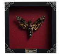Real Framed Death Head Moth Shadow Box Unique Taxidermy Oddity Specimen Entomology Insect Witchy Gothic Decor Gallery Home Room Decor K18-01-DO