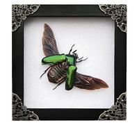 Real Framed Green Rhomborhina Scarab Beetle White Shadow Box Preserved Bug Dead Taxidermy Specimen Gothic Oddities Artwork Taxidermy Wall Hanging Tabletop Bookshelf Gallery Decoration K14-65-TR