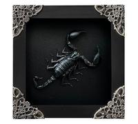 Real Framed Scorpion Dead Insect Dried Bug Beetle Lover Black Frame Shadow Box Taxidermy Oddity Collectables Specimen Decoration Reading Tabletop Wall Art Home Decor Living Gallery K12-51-DE
