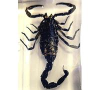 Real Insect in Crystal Clear Lucite Resin Crafts Specimen Preserved Animal Taxidermy Collection