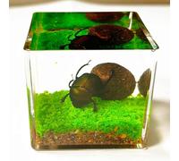 Real Insect in Resin Specimen,Interesting Dung Beetle Pushes Dung Ball Micro-Landscape,Insect Taxidermy Crafts Collection Paperweight (Dung Beetle)