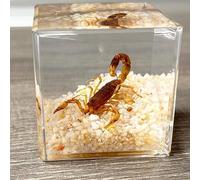 Real Insect in Resin Specimen,Scorpions specimens,Interesting Desert Scorpions Micro-Landscape,Insect Taxidermy Crafts Collection Paperweight (Desert Scorpions)
