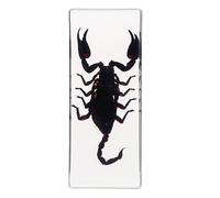 Real Insect Resin Specimen Centipede Paperweight for Science Education and Classroom Biology Perfect Bug Collection Supplies for Teachers and Students (Rainforest Scorpion(110x45x27mm))