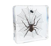 Real Insect Resin Specimen Spider Paperweight for Science Education and Classroom Biology Perfect Bug Collection Supplies for Teachers and Students (Spider)