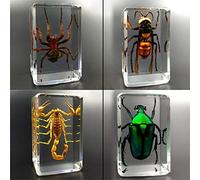 Real Insect Specimen Model, Insect in Resin Animal Taxidermy Collection Paperweights Small Ornaments Kindergarten Teaching Observation Toy, 4Pcs A