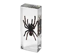 Real Insect Specimens in Resin Paperweight Crafts, Animal Taxidermy Collection for Science Education & Desk Ornament(Bird catching)