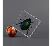Real Insect Specimens, Resin Animal Specimens, Scarab Beetle Specimens, Craft Accessories, Safety And Environmental Protection, Science Education Supplies/kindergarten Teachin(Size:38x38x14mm,Color:B)