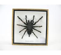 Real Large and Exotic Tarantula Spider in 3D Display Case, Picture Frame, Tarantula, EURYPEIMA SPINCRUS
