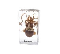 Real Marine Animal Specimen Squid Cuttlefish Embedded Specimen Paperweight Taxidermy for Science Education
