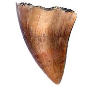 Real Mosasaur Fossil Tooth Mosasaurus Gift Prehistoric Reptile Teeth